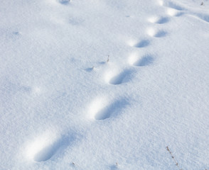 Animal tracks on white snow