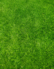 background of green grass