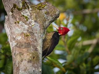 Campephilus guatemalensis, Pale-billed woodpecker The bird is perched on the tree trunk in nice wildlife natural environment of Costa Rica ..