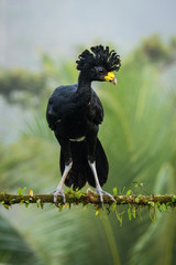 Crax rubra, Great curassow The bird is perched on the branch in nice wildlife natural environment of ..Costa Rica