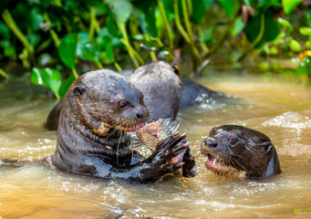Giant otters eats fish in water. Close-up. Brazil. Pantanal National Park.
