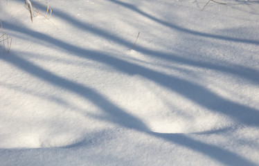 The shadow of the trees in the snow