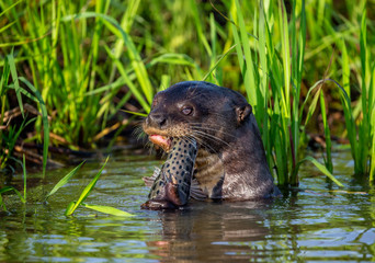 Giant otters eats fish in water. Close-up. Brazil. Pantanal National Park.