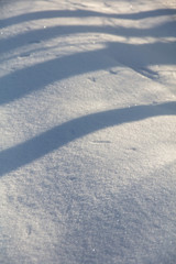 The shadow of the trees in the snow