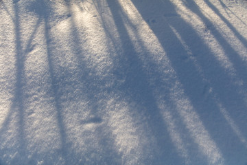 The shadow of the trees in the snow