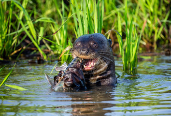 Giant otters eats fish in water. Close-up. Brazil. Pantanal National Park.