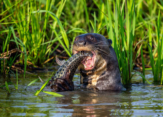 Giant otters eats fish in water. Close-up. Brazil. Pantanal National Park.