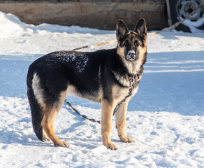 Fototapeta na wymiar A dog walks in the snow