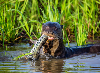 Giant otters eats fish in water. Close-up. Brazil. Pantanal National Park.