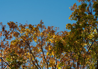 Fall leaves, color changing from green to yellow and orange, against bright blue sky background.