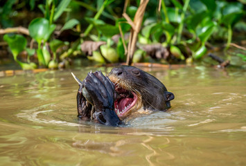 Giant otters eats fish in water. Close-up. Brazil. Pantanal National Park.