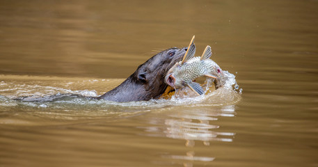 Otter is swimming along the river with prey in its teeth. Close-up. South America. Brazil. Pantanal National Park.