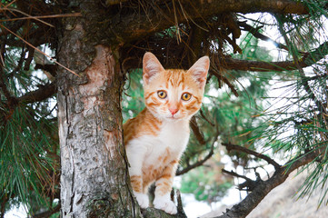 Red kitten on a tree. For cards, posters, vlakat, design.