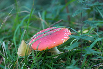 Amanite tue- mouches