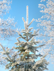 Fir tree covered with hoarfrost