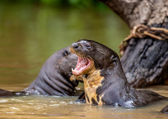 Otter in the river. Portret. Close-up. South America. Brazil. Pantanal National Park.