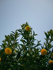 Almost ripe oranges hanging from a branch with clear blue sky in the background which can be used for text.