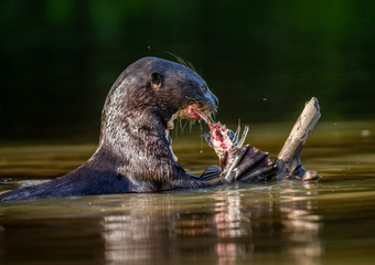 Giant otter eats fish in water. Close-up. Brazil. Pantanal National Park.