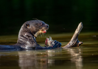 Giant otter eats fish in water. Close-up. Brazil. Pantanal National Park.