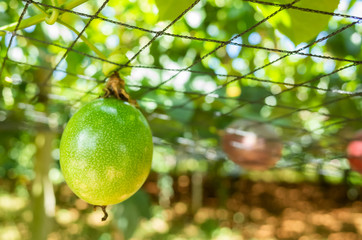 farm of passion fruit cultivation on plastic net