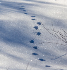 Animal tracks on white snow