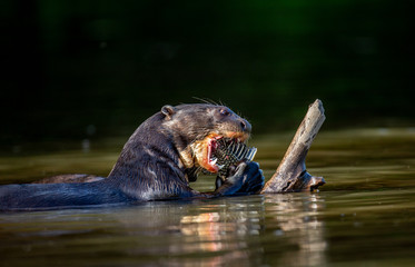 Obraz premium Giant otter eats fish in water. Close-up. Brazil. Pantanal National Park.