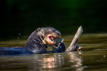 Fototapeta premium Giant otter eats fish in water. Close-up. Brazil. Pantanal National Park.