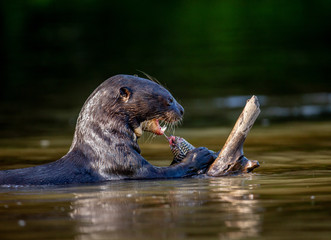 Obraz premium Giant otter eats fish in water. Close-up. Brazil. Pantanal National Park.