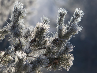 Coniferous branches in the snow