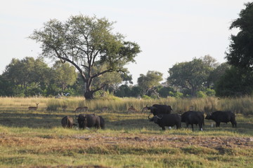 Troupeau de buffles