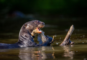 Naklejka premium Giant otter eats fish in water. Close-up. Brazil. Pantanal National Park.