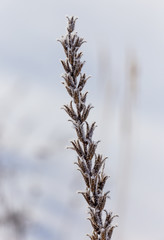 Frozen grass in the snow
