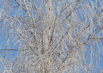 Branches on a tree in hoarfrost