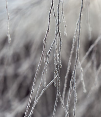 Branches on a tree in hoarfrost