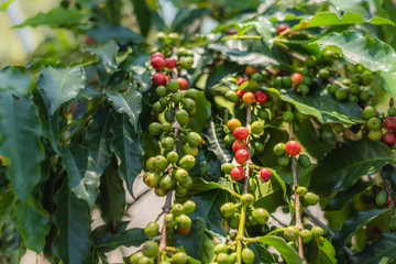 coffee tree bean in green and red color