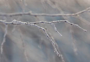 Branches on a tree in hoarfrost
