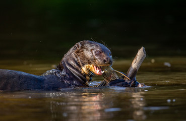 Fototapeta premium Giant otter eats fish in water. Close-up. Brazil. Pantanal National Park.