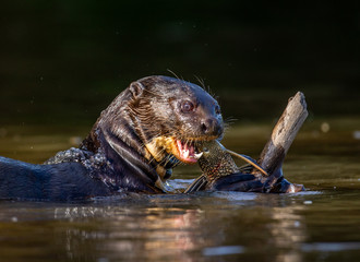 Giant otter eats fish in water. Close-up. Brazil. Pantanal National Park.