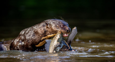 Giant otter eats fish in water. Close-up. Brazil. Pantanal National Park.