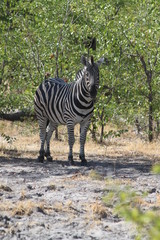 Zèbre