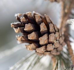 A cone on a conifer