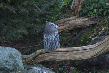 Caged Great grey owl in a park in Stockholm