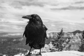 black bird in the mountains 