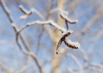 Branches on a tree in hoarfrost