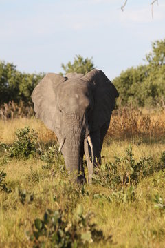 El&eacute;phant
