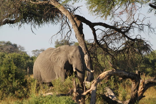 El&eacute;phant