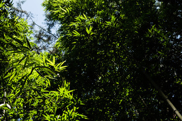 green bamboo tree over sky
