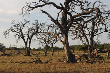forêts d'arbres morts