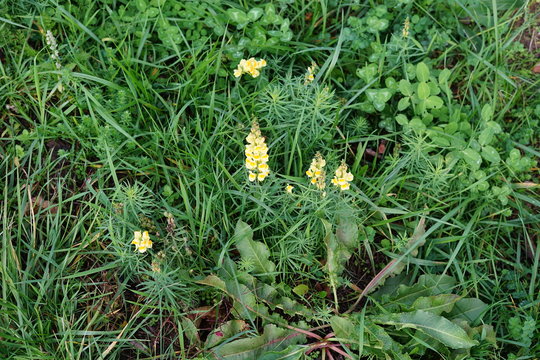 Bl&uuml;hendes Leinkraut auf einer Wiese