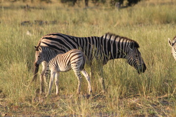 Fototapeta premium Zèbres